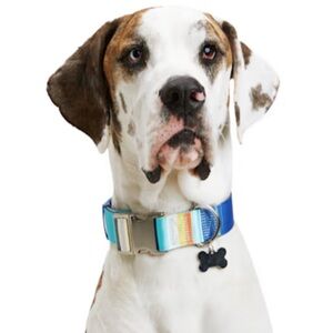 YOULY the artist Striped Dog Collar Blue Stripe XL/XXL or XXL/XXXL